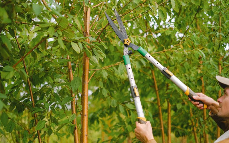 Tree trimming in Deforest, WI