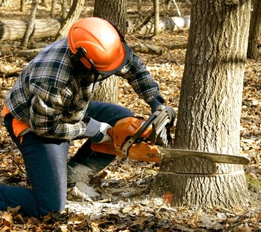 Tree Removal in Deforest, WI